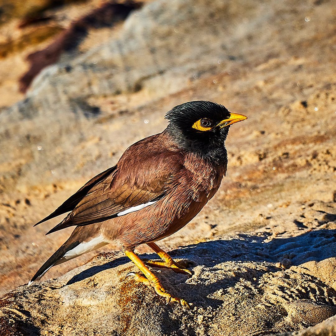 Click to enlarge the photograph Photo 194 from Igor Maric's photography collection