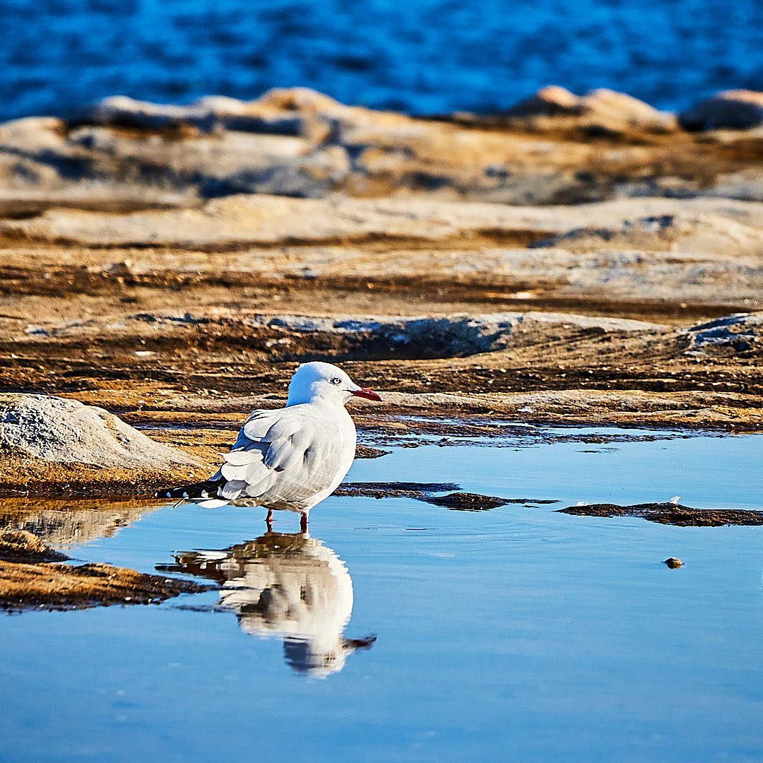 Click to enlarge the photograph Photo 188 from Igor Maric's photography collection