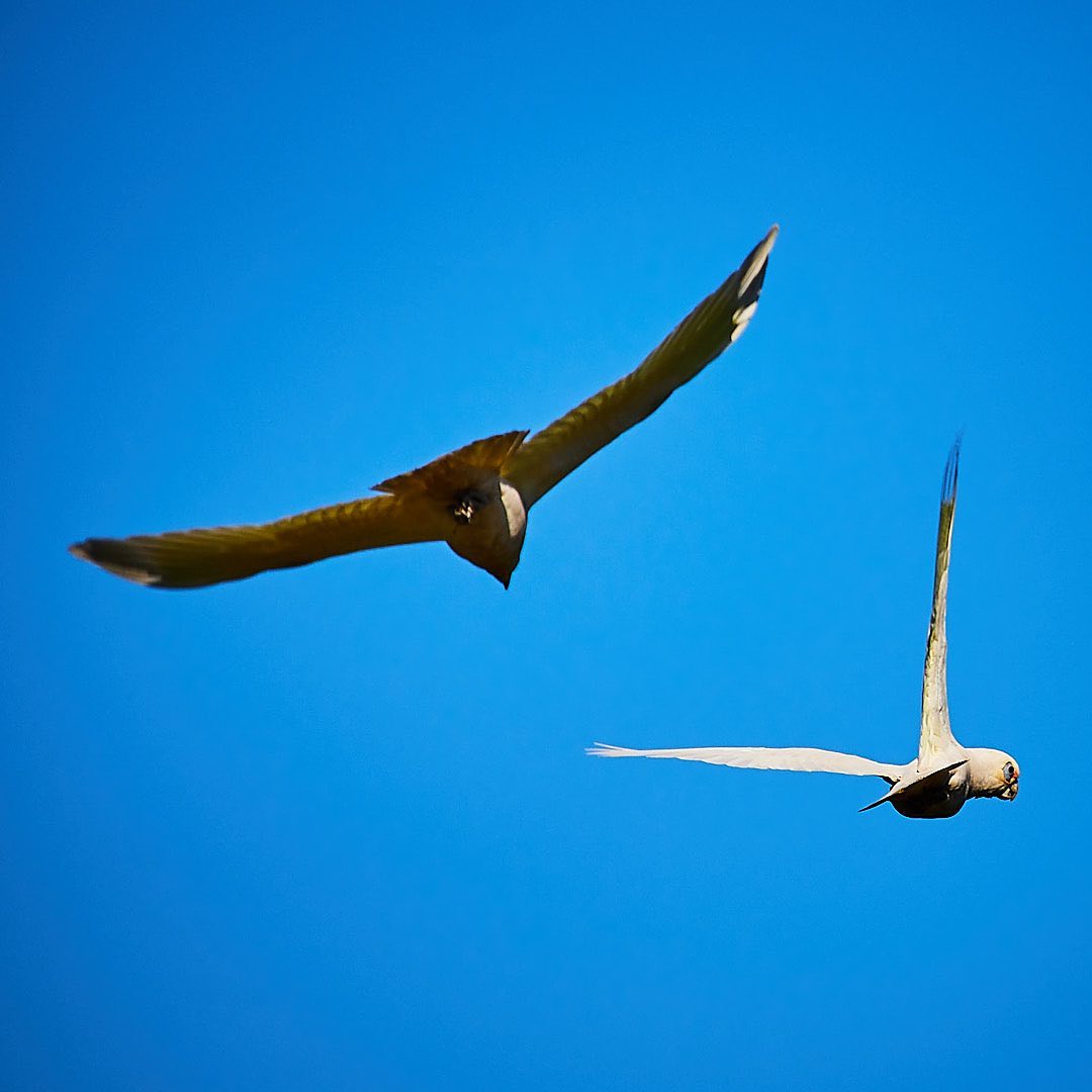 Click to enlarge the photograph Photo 181 from Igor Maric's photography collection