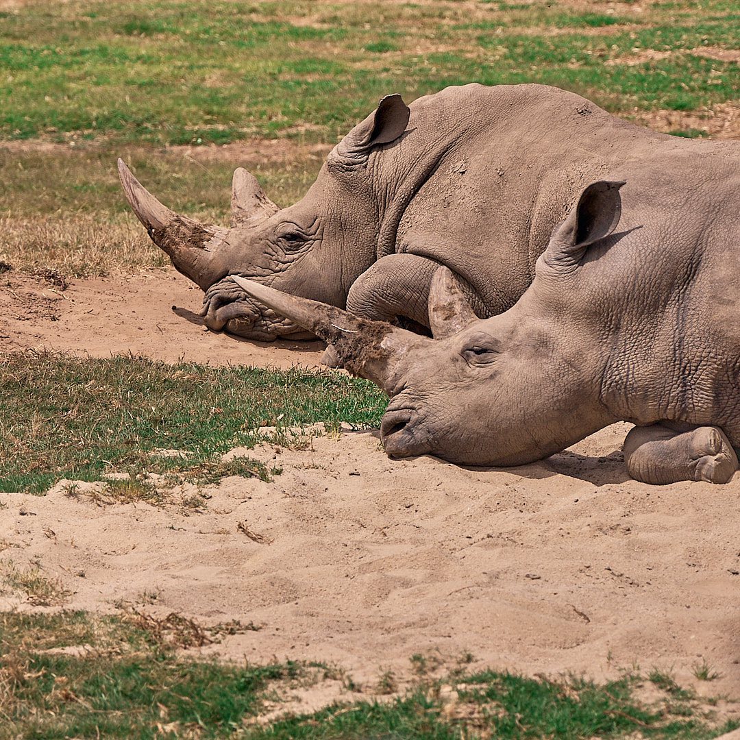 Click to enlarge the photograph Photo 164 from Igor Maric's photography collection