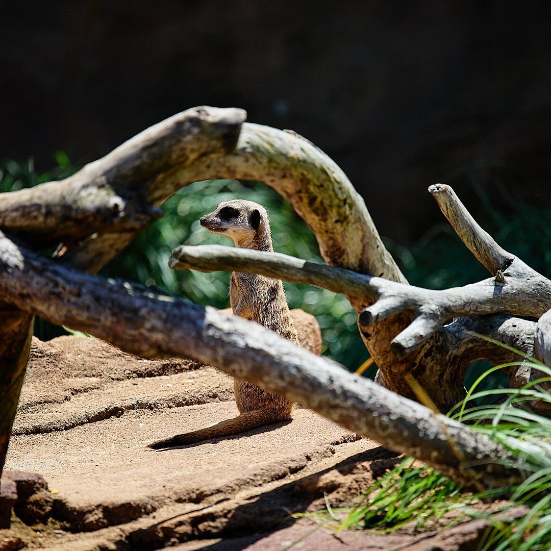 Click to enlarge the photograph Photo 136 from Igor Maric's photography collection