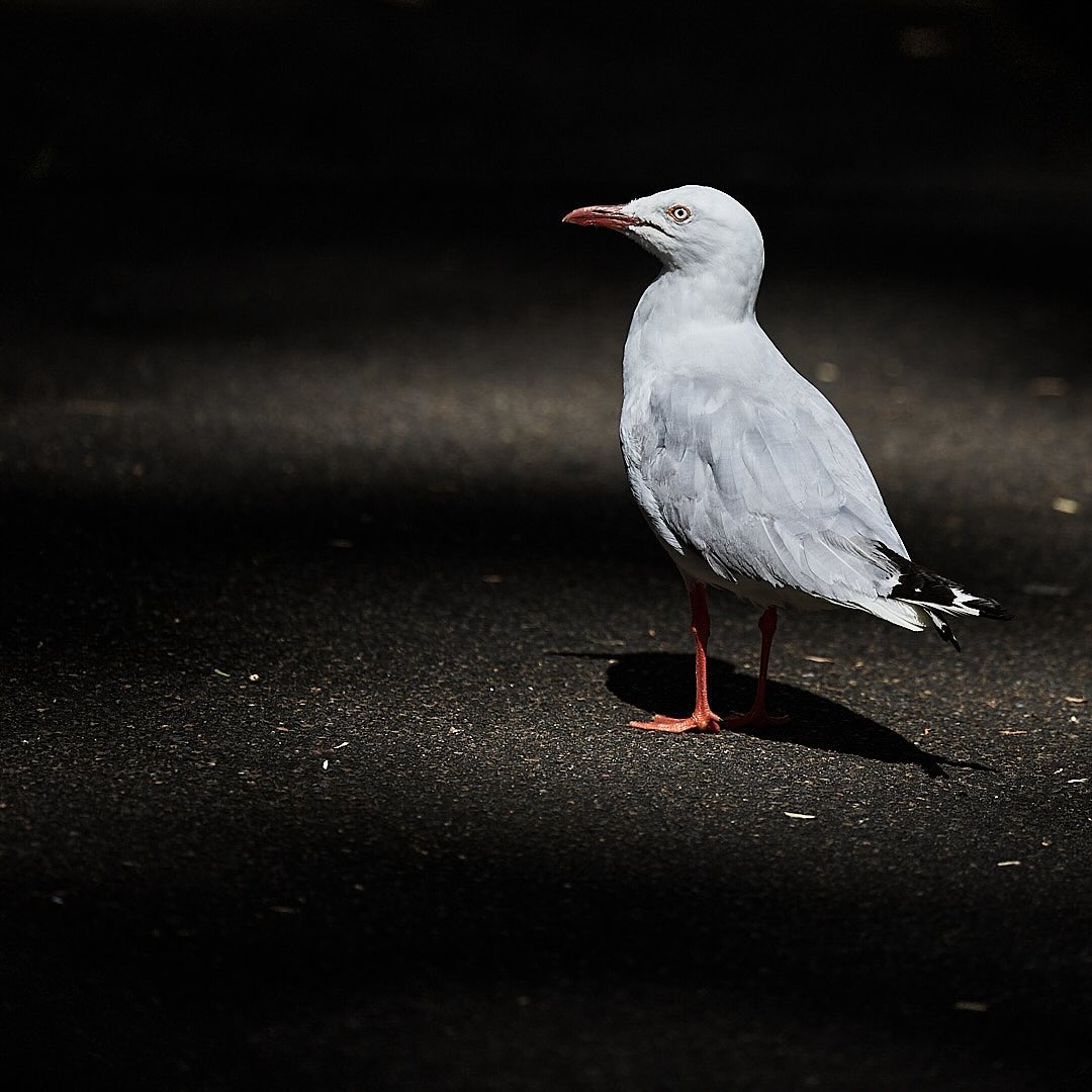 Click to enlarge the photograph Photo 123 from Igor Maric's photography collection