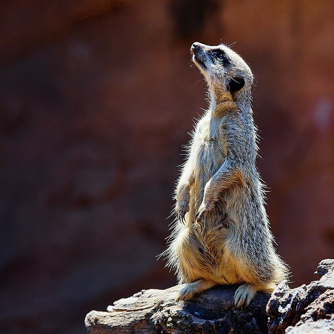 Click to enlarge the photograph Photo 110 from Igor Maric's photography collection