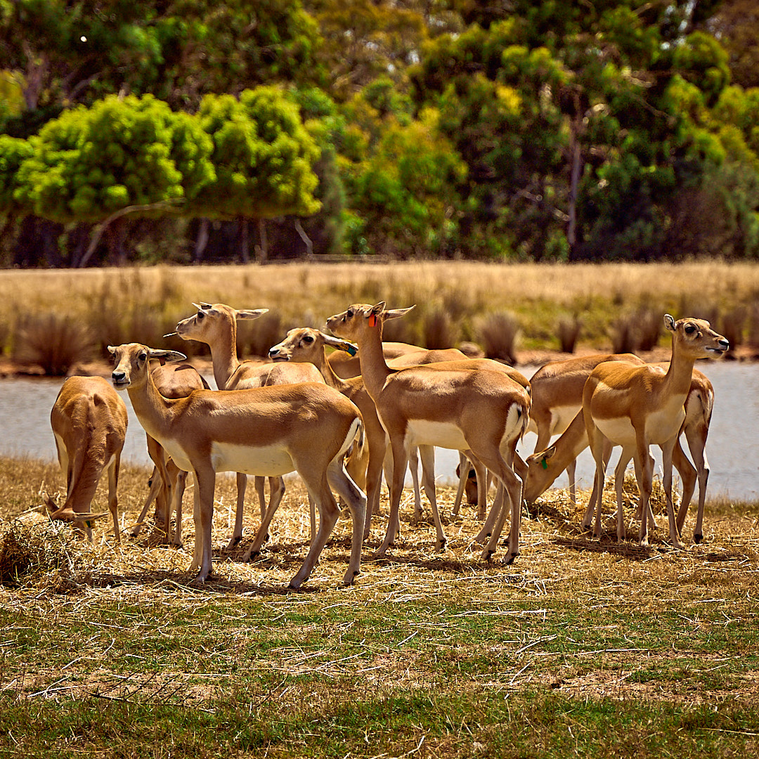 Click to enlarge the photograph Photo 109 from Igor Maric's photography collection