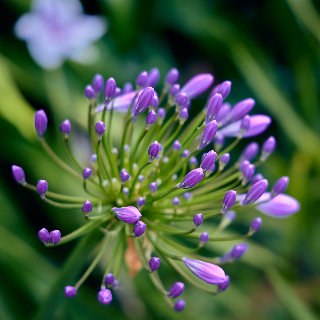 Click to enlarge the photograph Photo 87 from Igor Maric's photography collection