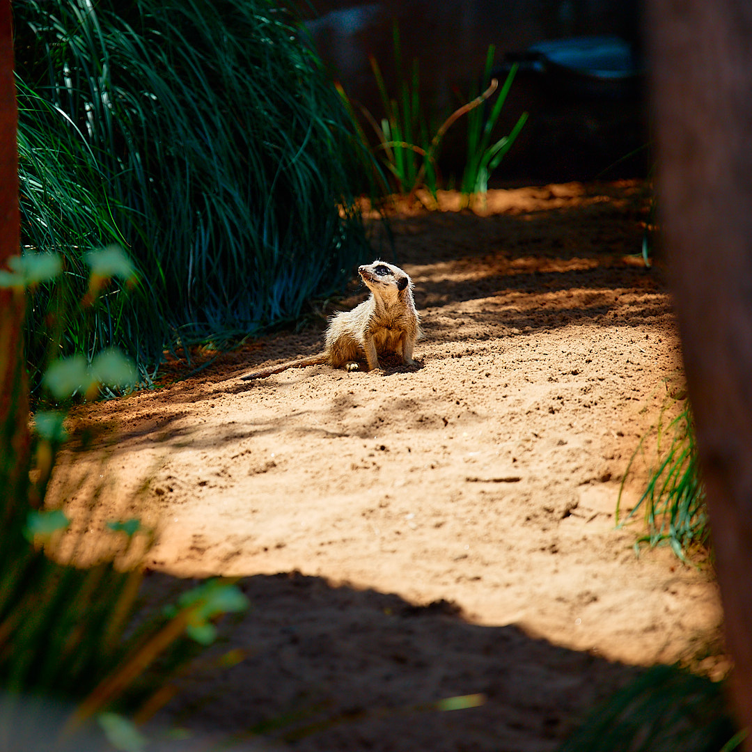 Click to enlarge the photograph Photo 86 from Igor Maric's photography collection