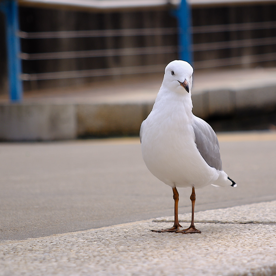 Click to enlarge the photograph Photo 83 from Igor Maric's photography collection