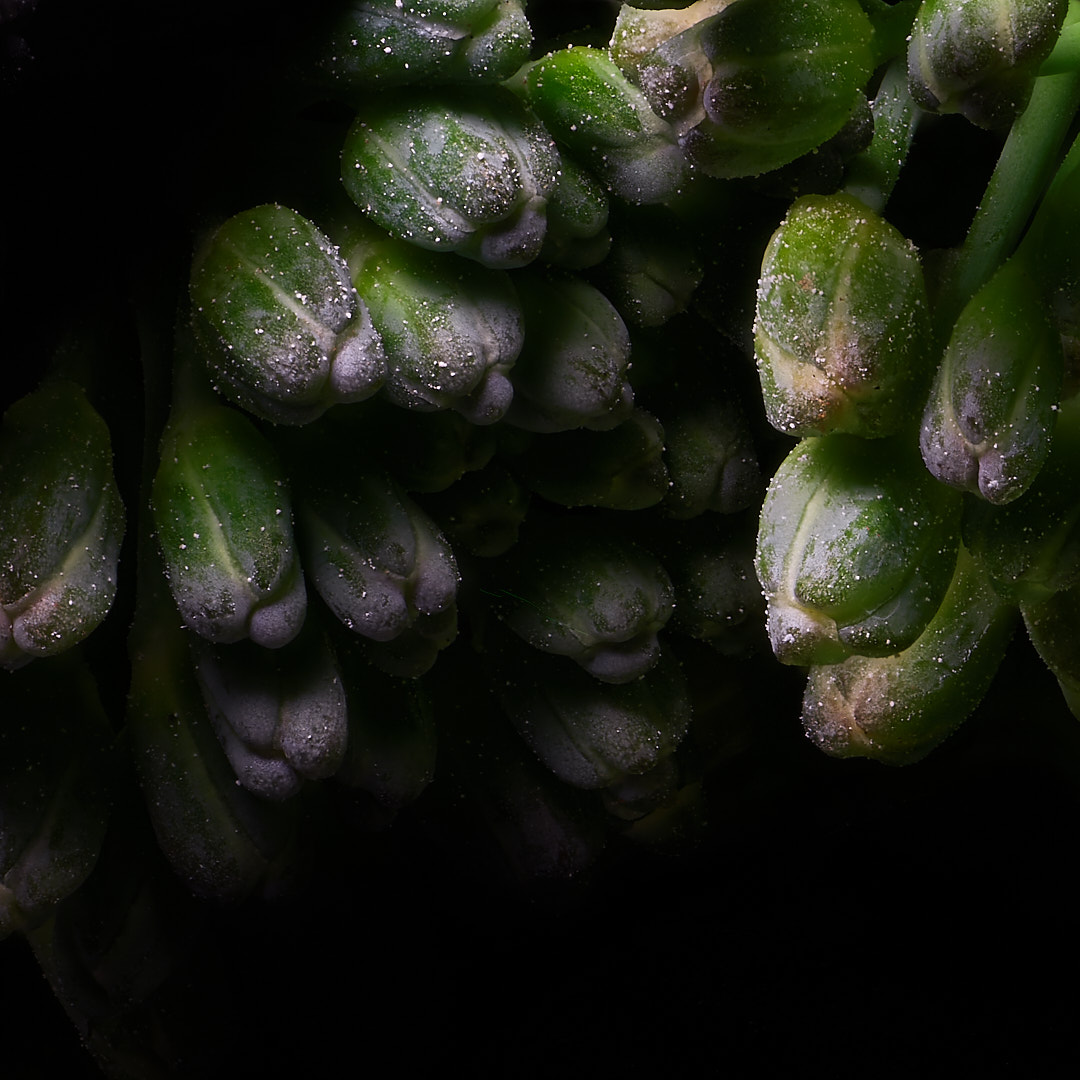 Click to enlarge the photograph Photo 78 from Igor Maric's photography collection