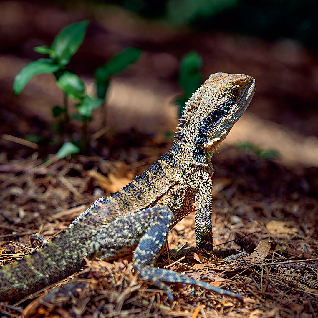 Click to enlarge the photograph Photo 75 from Igor Maric's photography collection