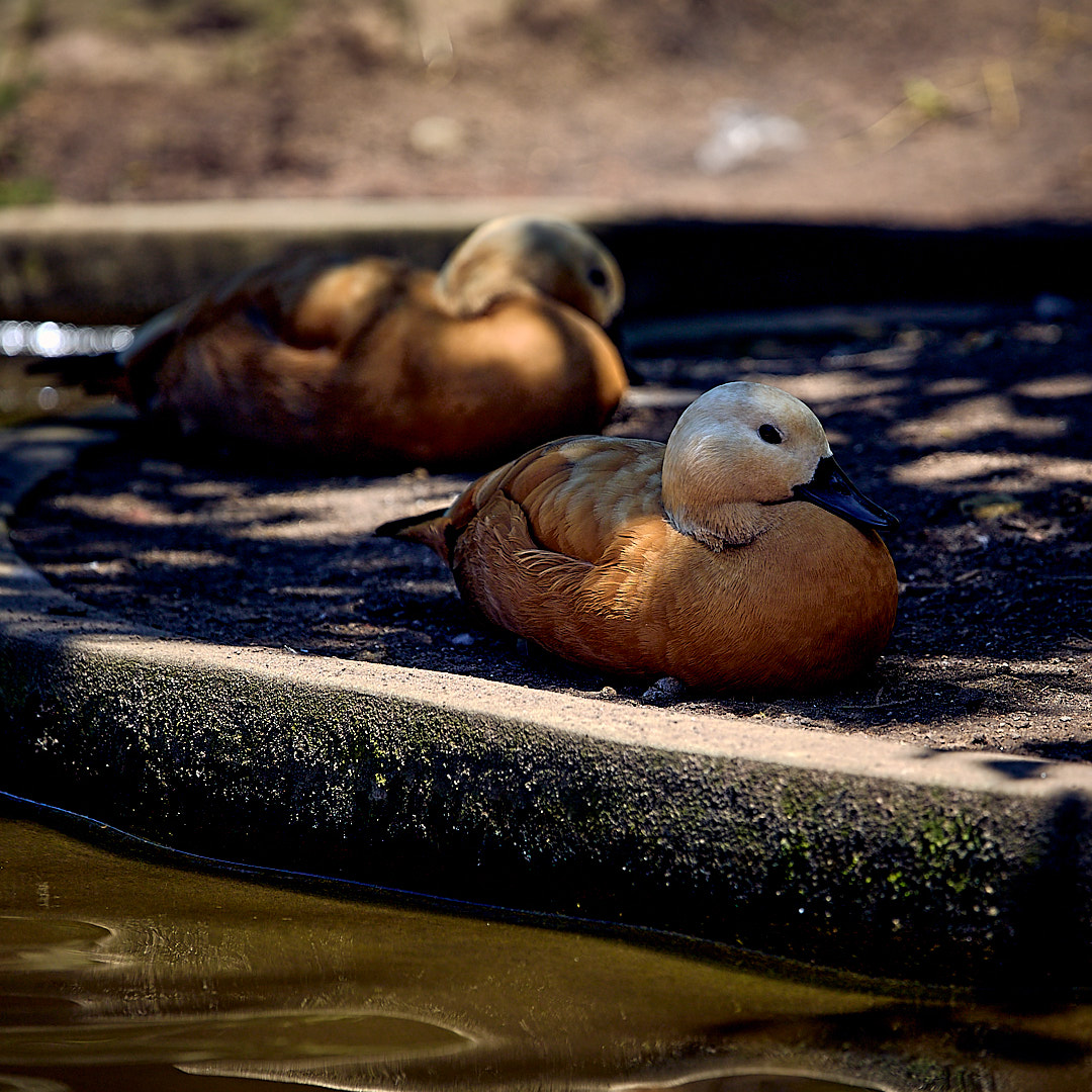 Click to enlarge the photograph Photo 73 from Igor Maric's photography collection